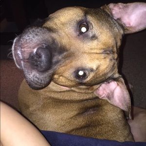 Meet your Posher, Lily